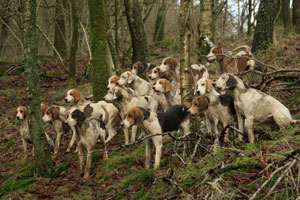 Fell Foxhounds by Betty Fold Gallery